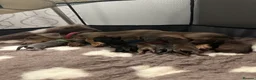 Miniature Dachshund dogs for sale: 🐾🐶Cutest miniature dashchunds 🐶🐾 - Advert 2