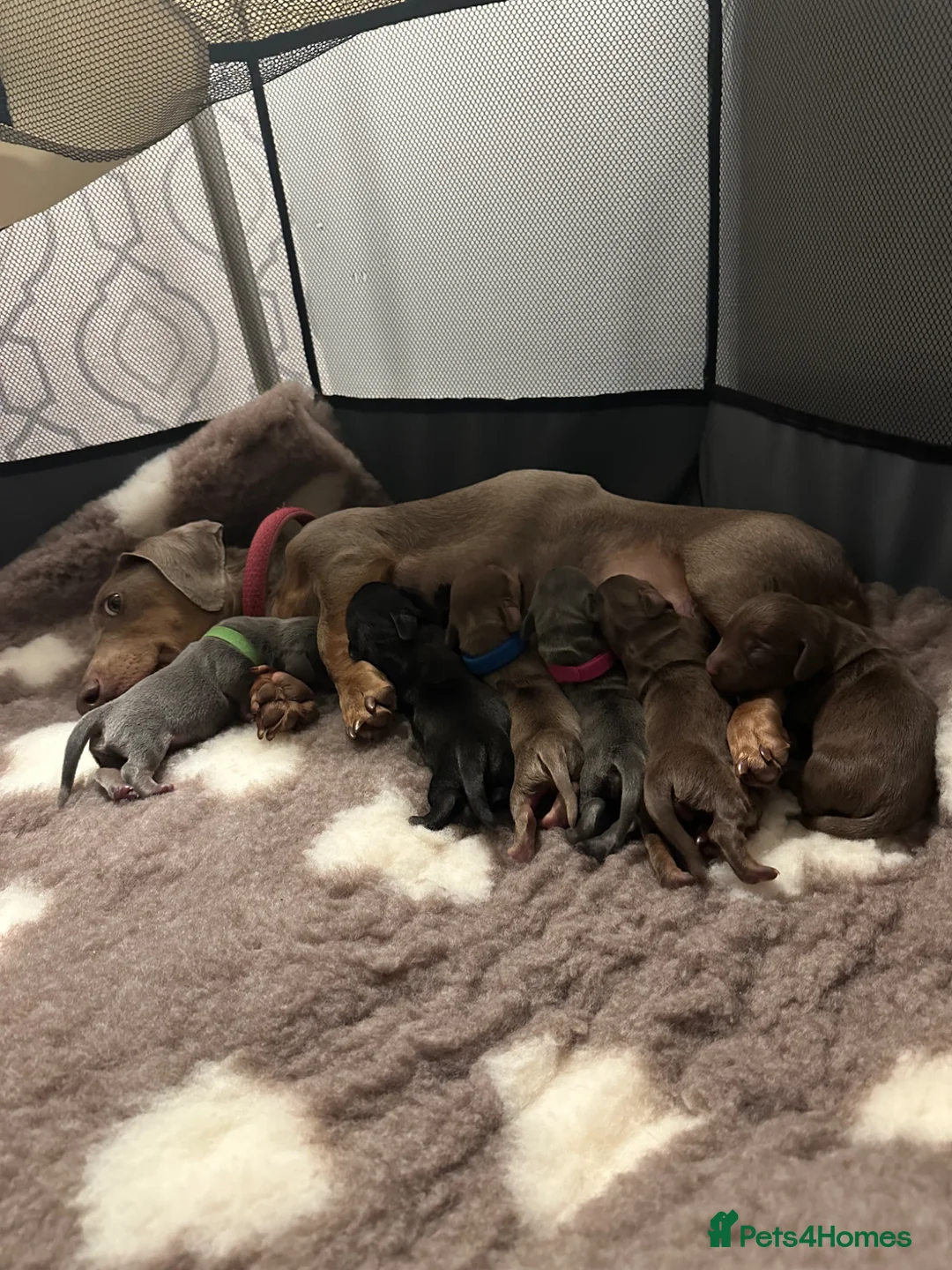 Miniature Dachshund dogs for sale: 🐾🐶Cutest miniature dashchunds 🐶🐾 - Advert 2
