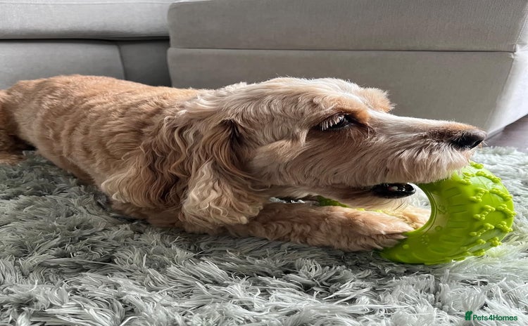 Cockapoo dogs - Advert 2