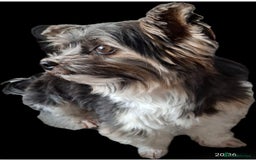 Biewer Terrier dogs for stud: Purebred Pedigree Biewer Terrier Stud in Merthyr Tydfil - Image 27