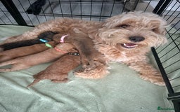 Cockapoo dogs for sale: 5 Beautiful Cockapoo Puppies  - Image 1