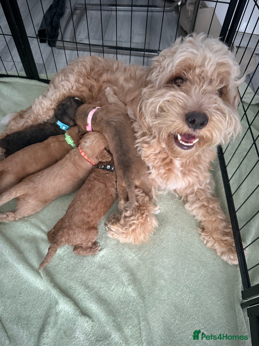 Cockapoo dogs for sale: 5 Beautiful Cockapoo Puppies  - Image 1