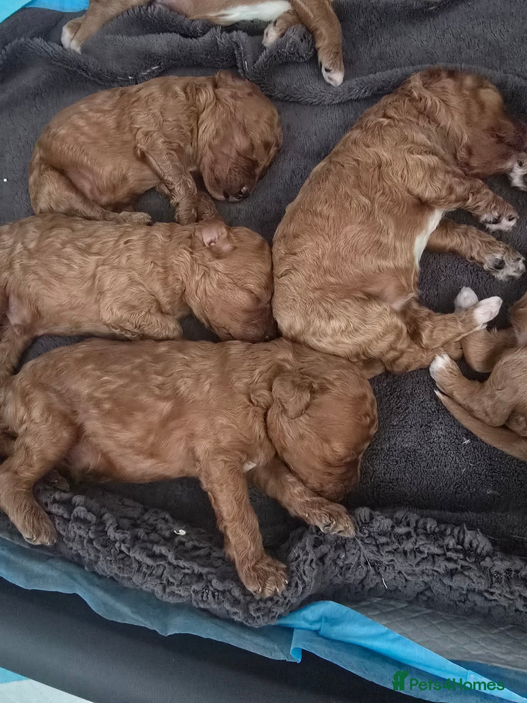 Cavapoo dogs for sale: Miniature F1B Cavapoo puppies 1 Left - Image 18