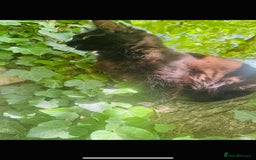 Maine Coon cats for sale: Stunning Pure Breed Maine Coon Kittens in Norwich - Image 10