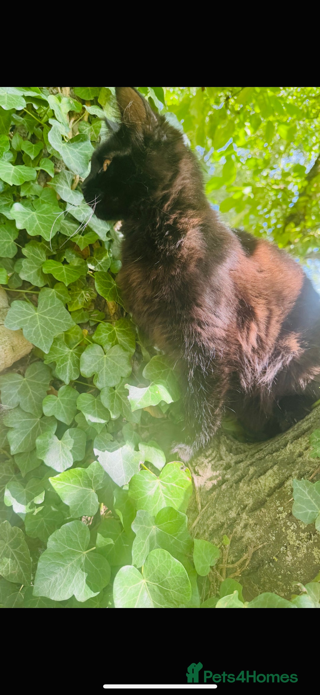 Maine Coon cats for sale: Stunning Pure Breed Maine Coon Kittens in Norwich - Image 10