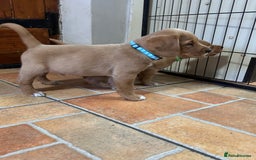 Mixed Breed dogs for sale: BEAUTIFUL GOLDEN BEAGADOR PUPPIES! - Advert 22
