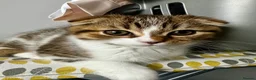 Mixed Breed cats for sale:     Adorable Kitten Looking for a Loving Home - Advert 10