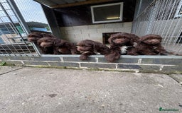 Sproodle dogs for sale: Ready to leave now F1 sproodles - Image 8