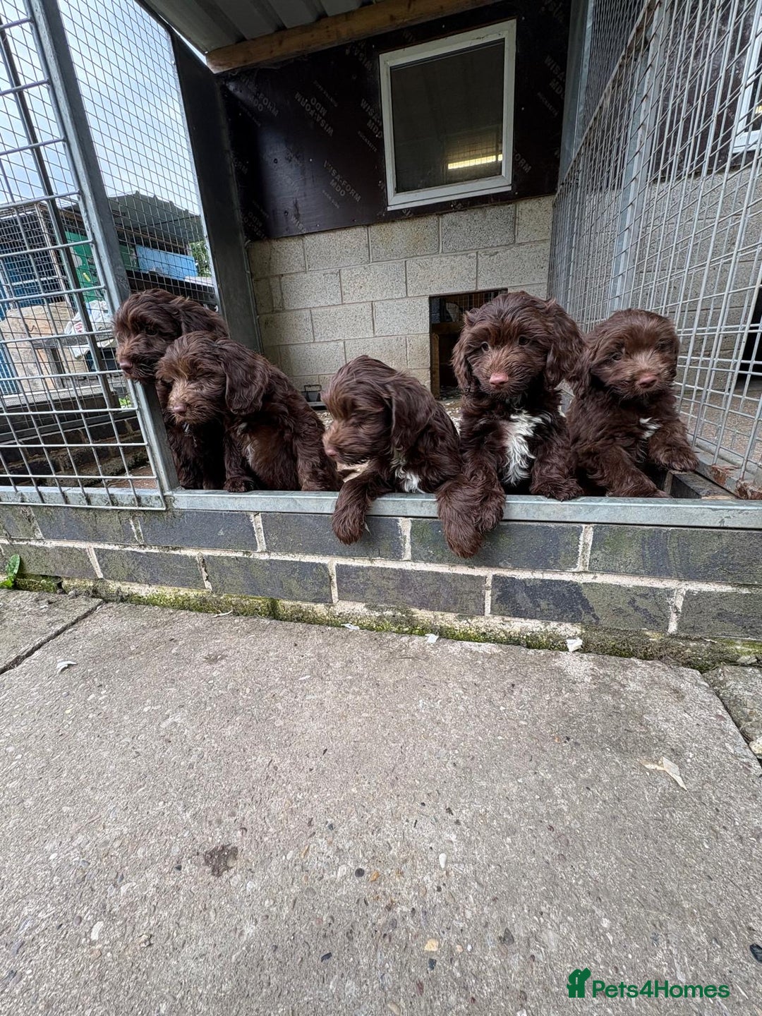 Sproodle dogs for sale: Ready to leave now F1 sproodles - Image 8