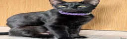 Mixed Breed cats for sale: 2 Male Mixed kittens - Advert 4