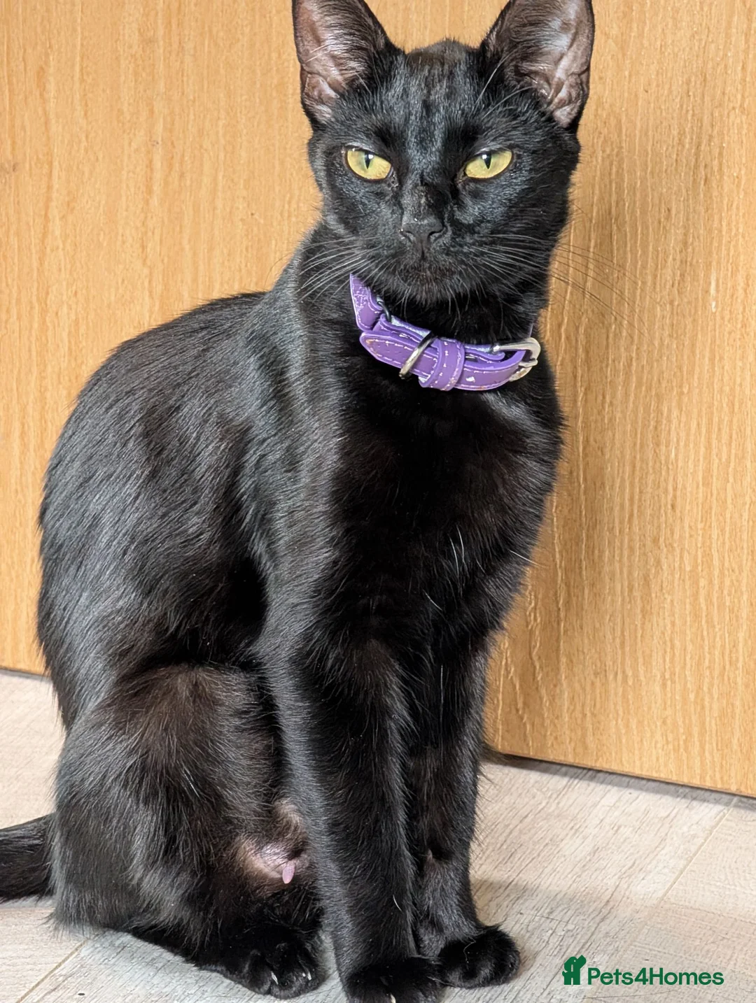 Mixed Breed cats for sale: 2 Male Mixed kittens - Advert 4