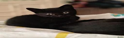 Mixed Breed cats for sale: Gorgeous black kitten male - Advert 2