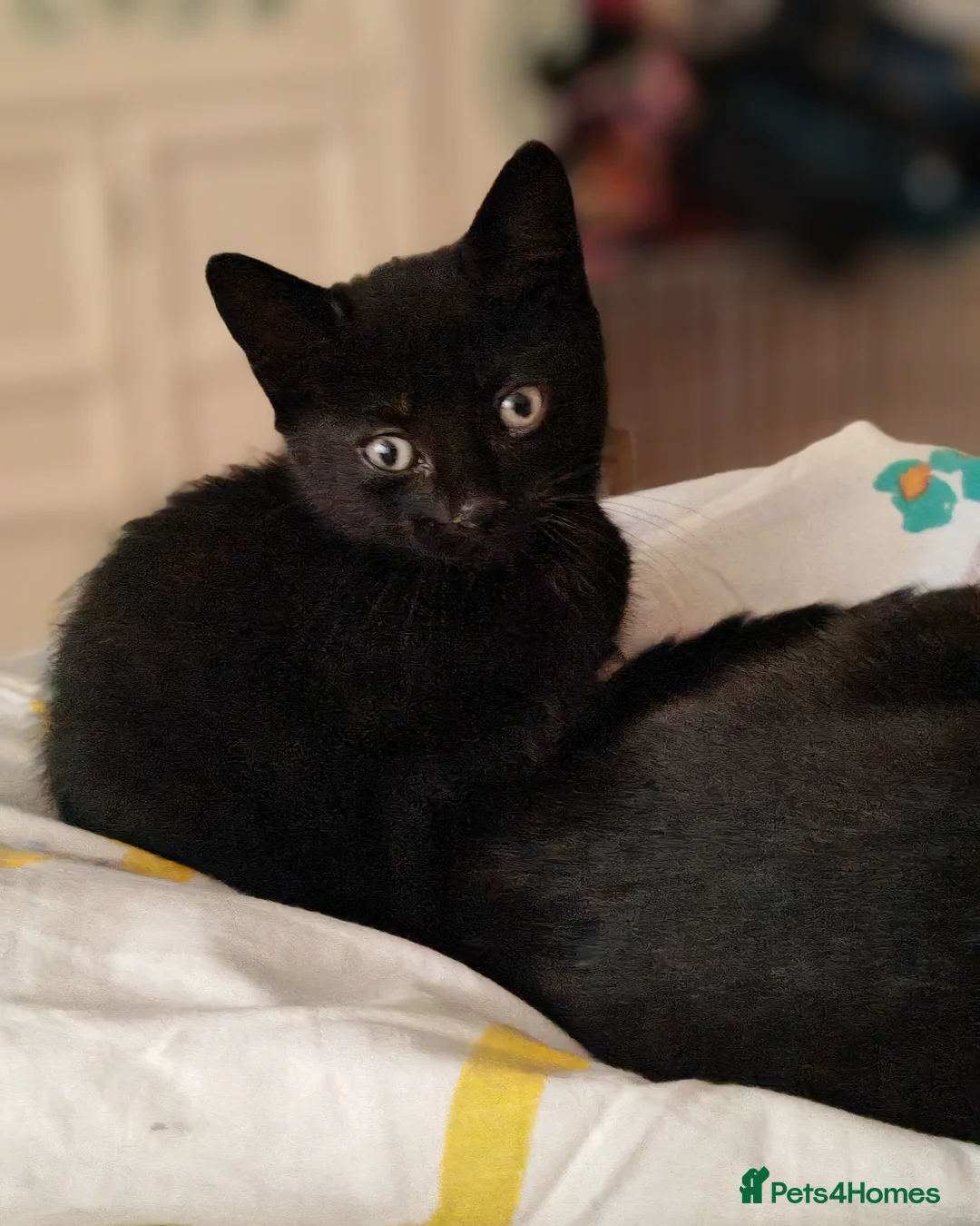 Mixed Breed cats for sale: Gorgeous black kitten male - Advert 2