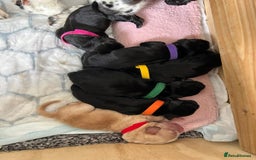 Cockerdor dogs for sale: Cockador Puppies for sale - Image 11