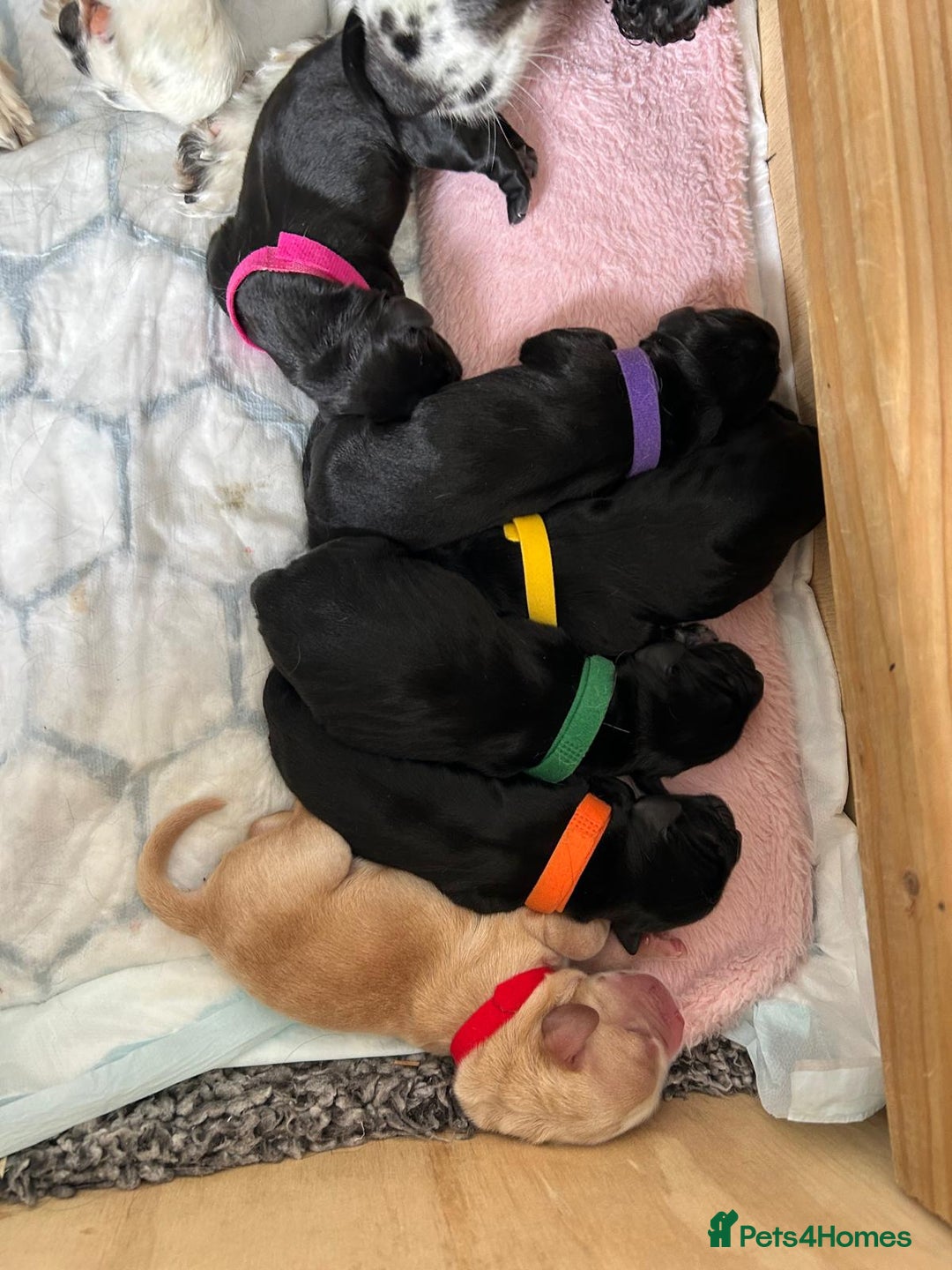 Cockerdor dogs for sale: Cockador Puppies for sale - Image 11