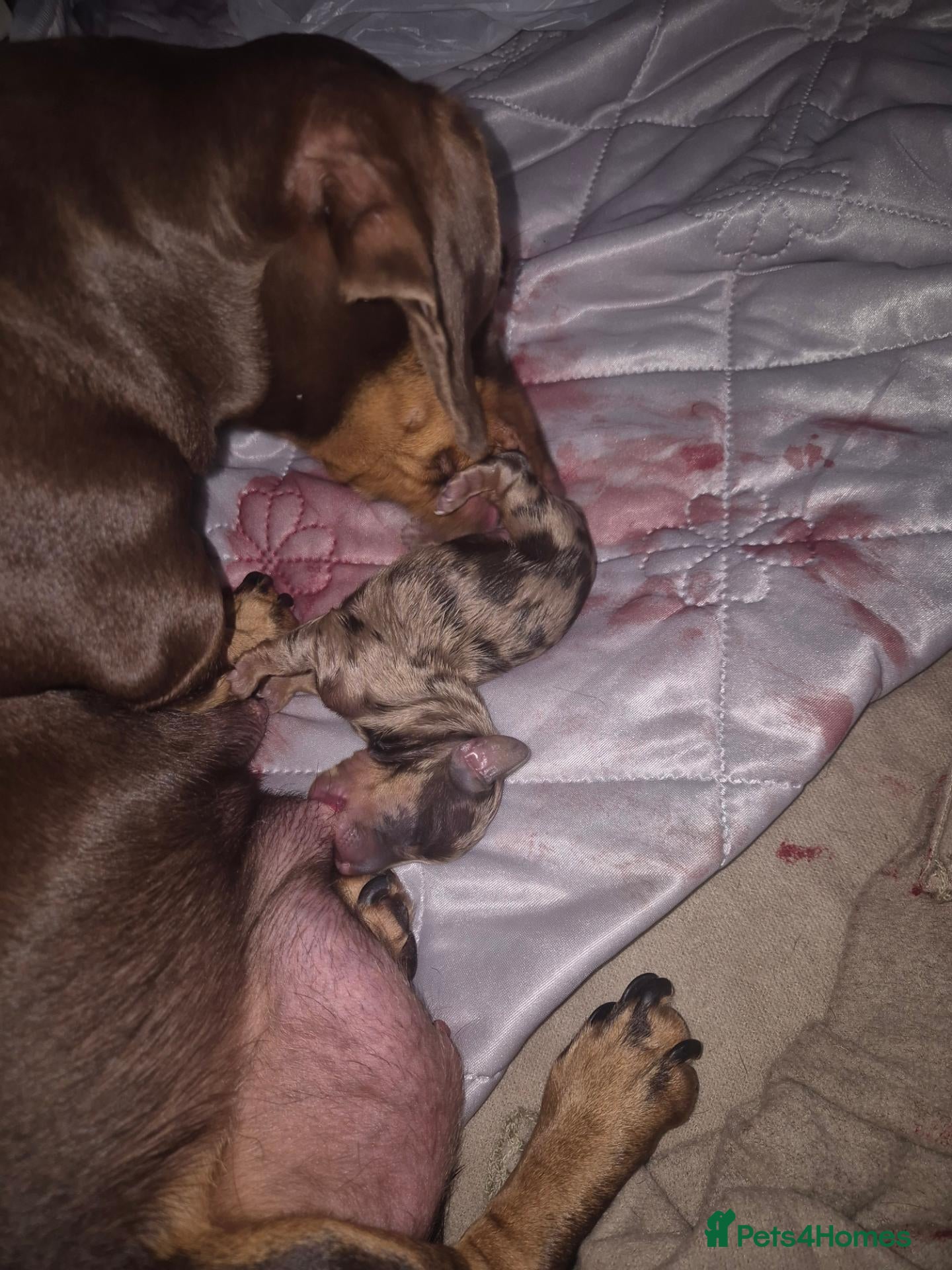 Miniature Dachshund dogs 6 beautiful mini dachshund pups STUNNING DAPPLES - Advert 2