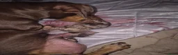 Miniature Dachshund dogs for sale: 6 beautiful mini dachshund pups STUNNING DAPPLES in Durham - Advert 1