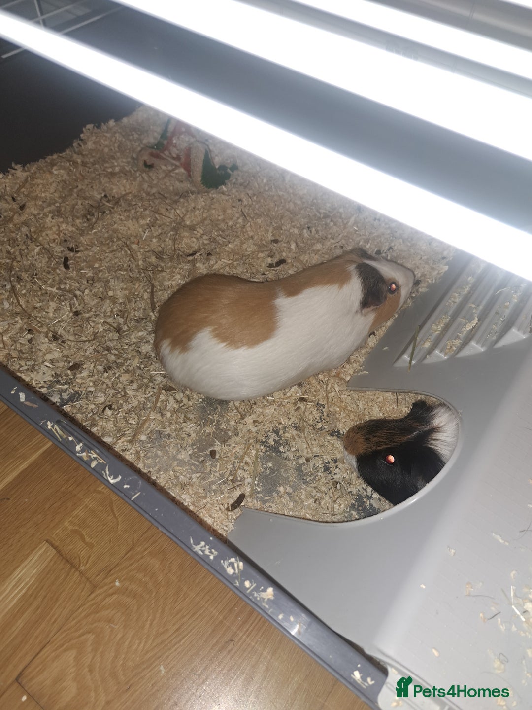 Guinea Pig rodents for sale: Guinea pigs - Advert 3
