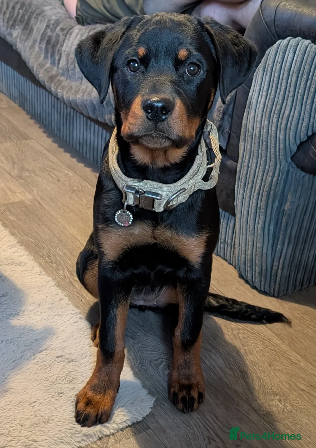 Rottweiler dogs for sale: 6 Month old Female German Rottweiler - Advert 13