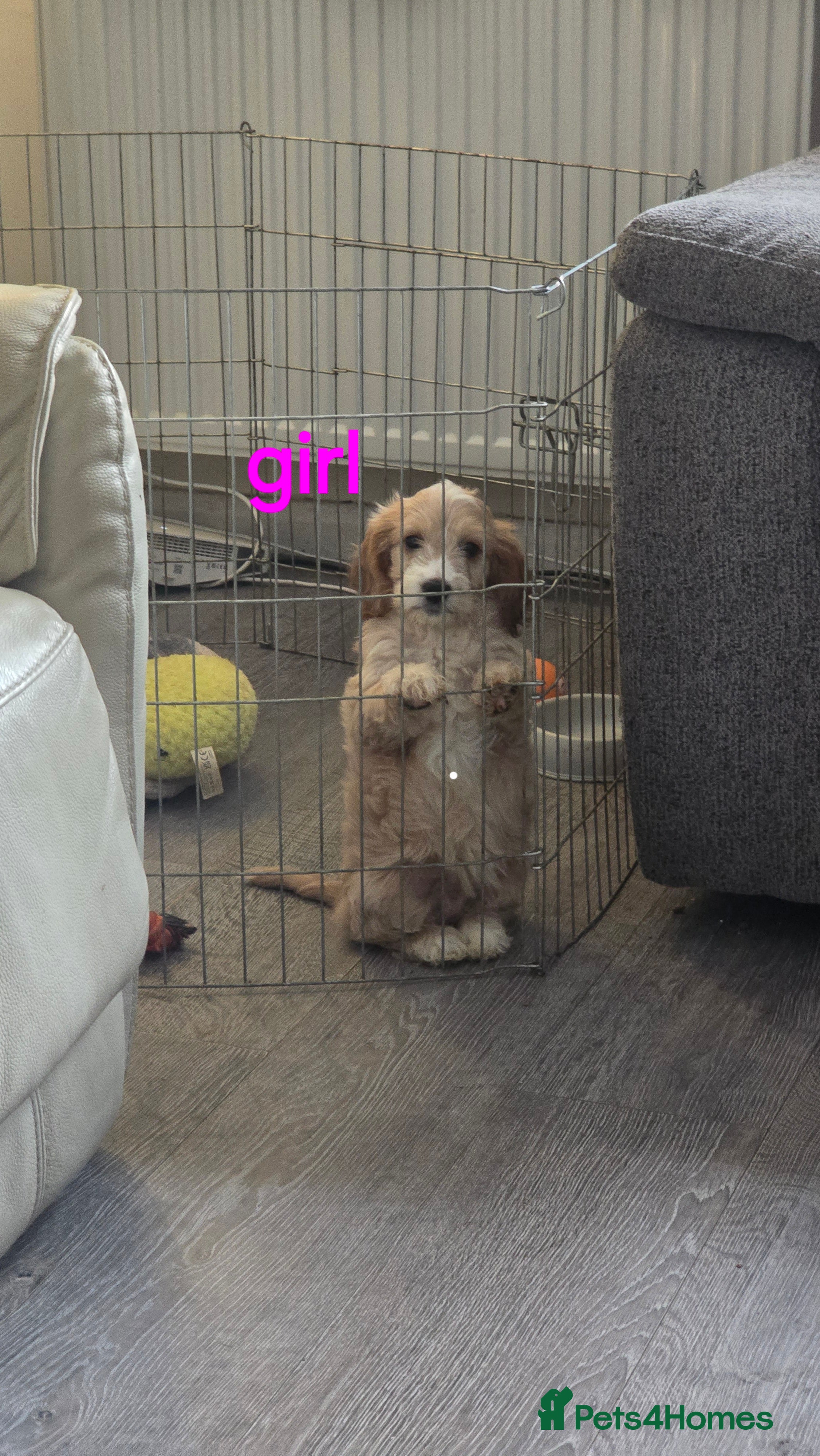 Cockapoo dogs 2 cockapoos boy and girl - Advert 3