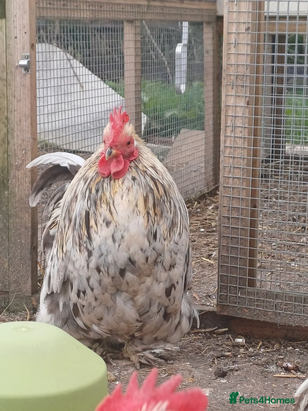 Chickens poultry for sale: Pure Bantom Cockerell  - Advert 4