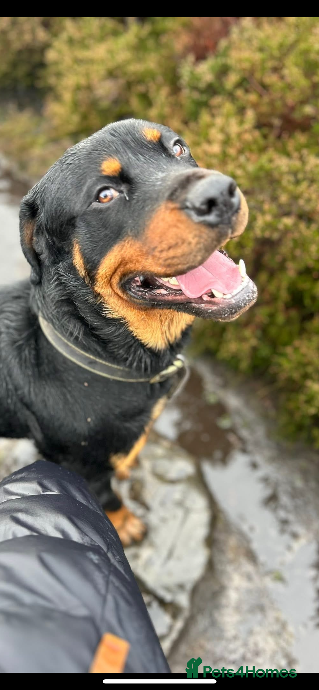 Mixed Breed dogs for sale: German Shepard X Rottweiler  - Advert 2