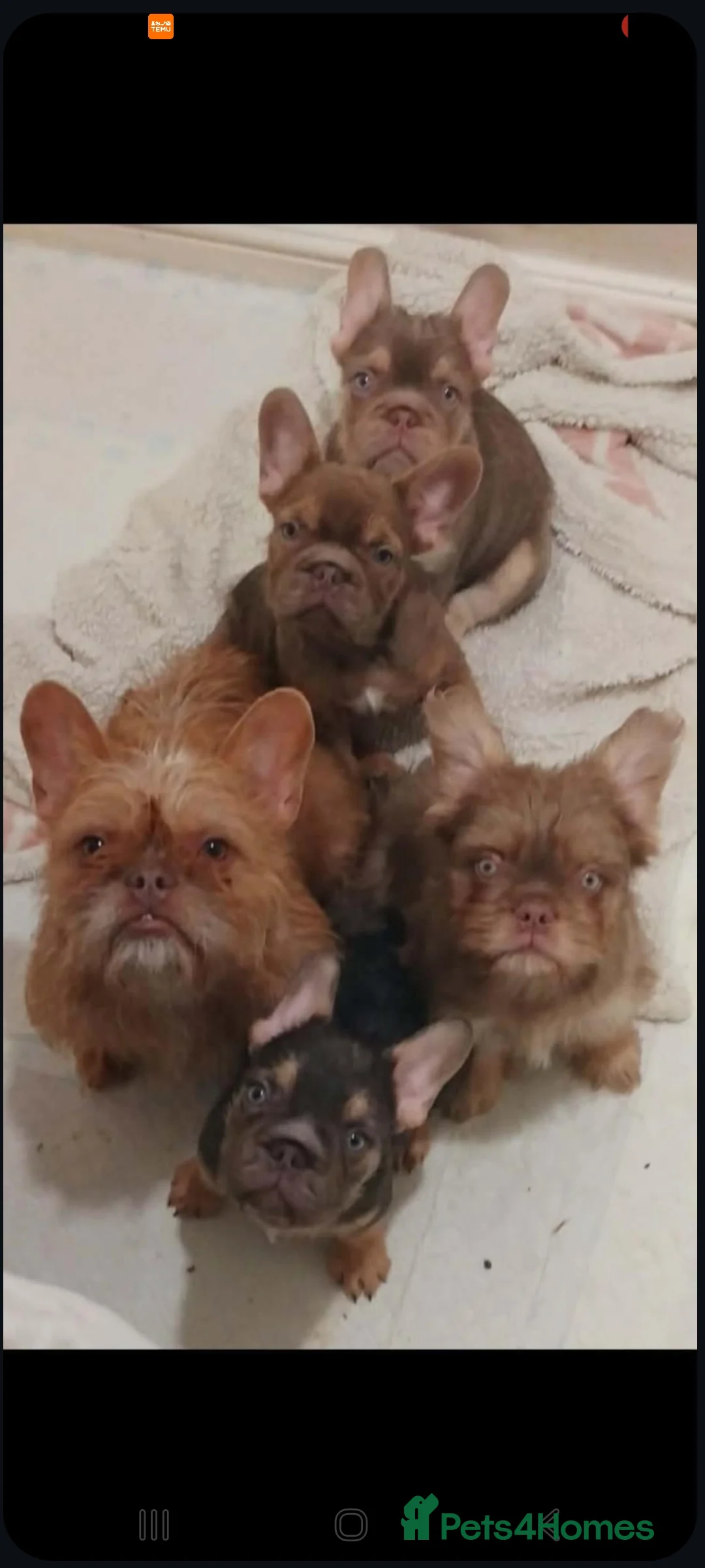 French Bulldog dogs for sale: X3  **  fluffy frenchbullog pups   in Burton-on-Trent - Advert 5