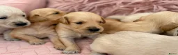Golden Retriever dogs for sale: Golden Retriever Puppies - Advert 21