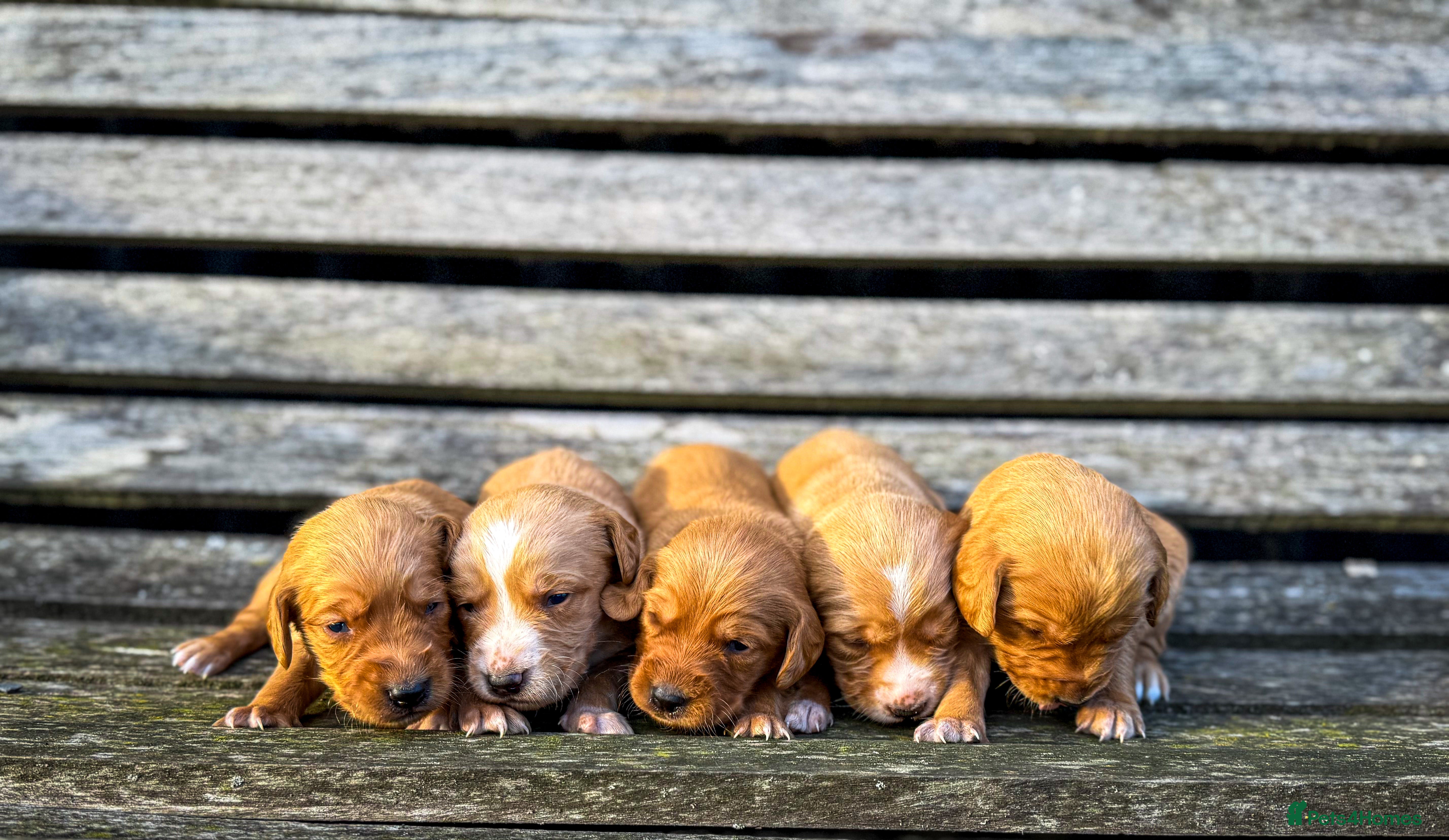 Cockerdor dogs Beautiful Deep Red Cockerdors DNA Clear - Advert 16