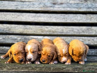 Cockerdor dogs Beautiful Deep Red Cockerdors DNA Clear - Advert 1