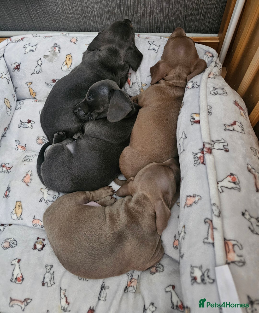 Miniature Dachshund dogs for sale: Friendly& Family -Oriented - Image 8