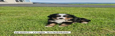 Bernese Mountain Dog 2