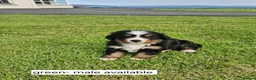 Bernese Mountain Dog dogs for sale: Bernese Mountain Dog Puppies  - Advert 4