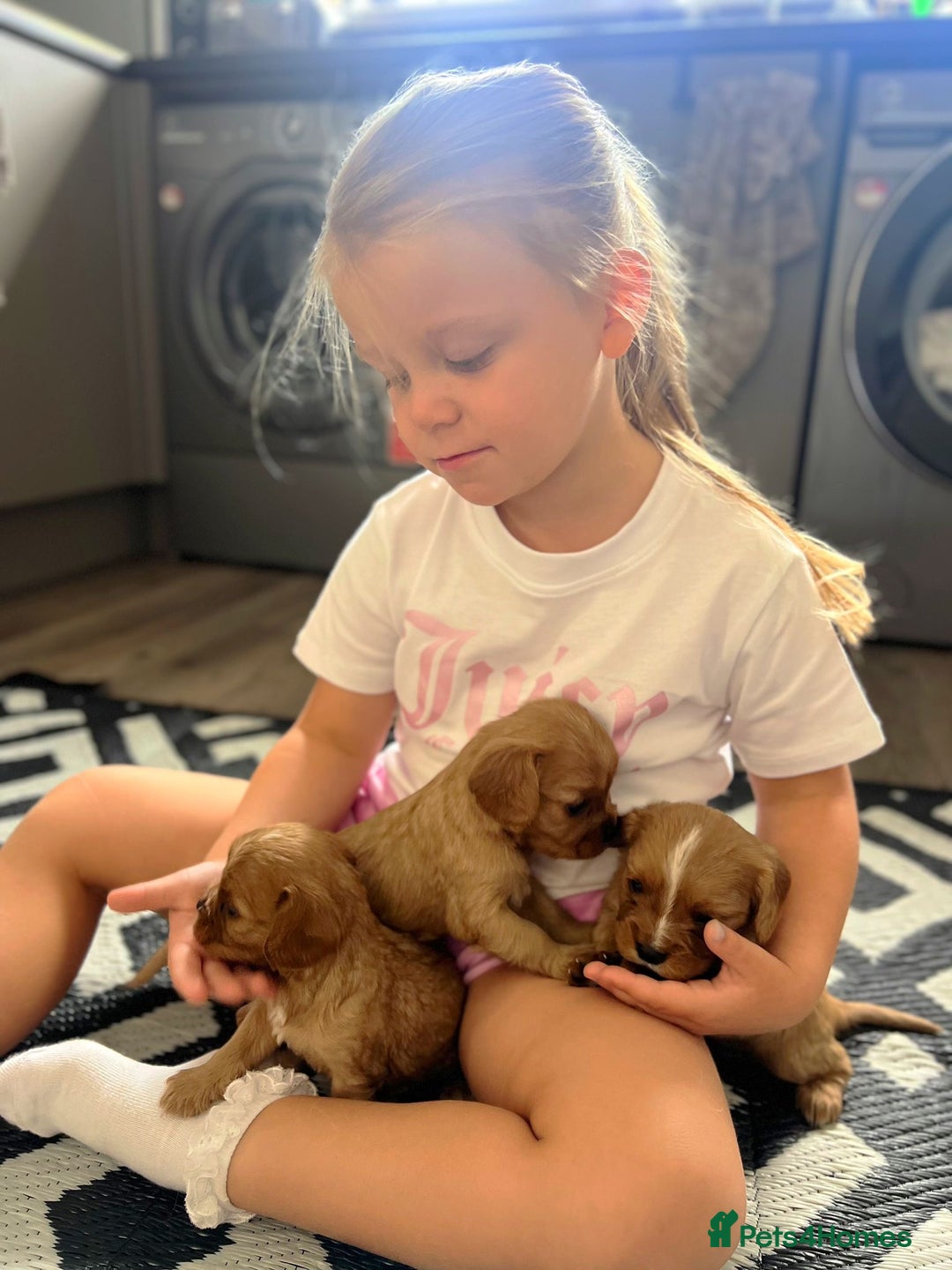Cavalier King Charles Spaniel dogs for sale: 1 BOY LEFT**** Cavalier King Charles puppies - Image 8