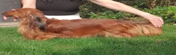 Miniature Dachshund dogs for stud: For stud miniature long hair dachshund  - Advert 5