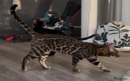 Bengal cats for sale: Intensively socialised bengal kittens - lap cats! in Scunthorpe - Image 7