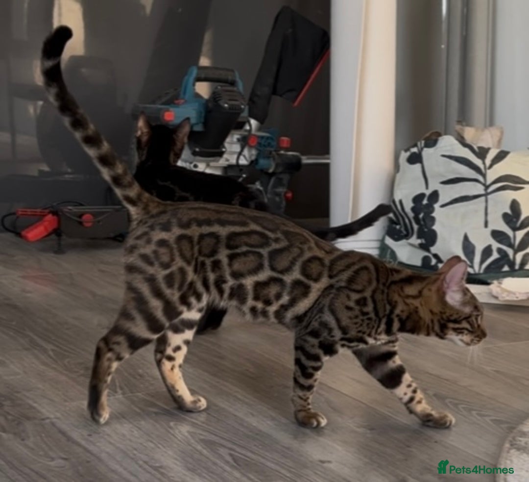 Bengal cats for sale: Intensively socialised bengal kittens - lap cats! in Scunthorpe - Image 7