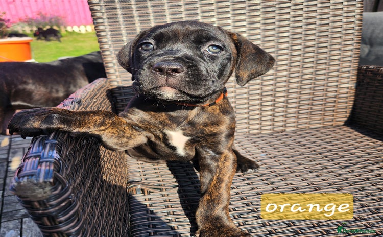 Cane Corso dogs - Advert 8
