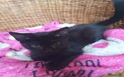 Mixed Breed cats for sale: Three cute Kittens  - Image 4
