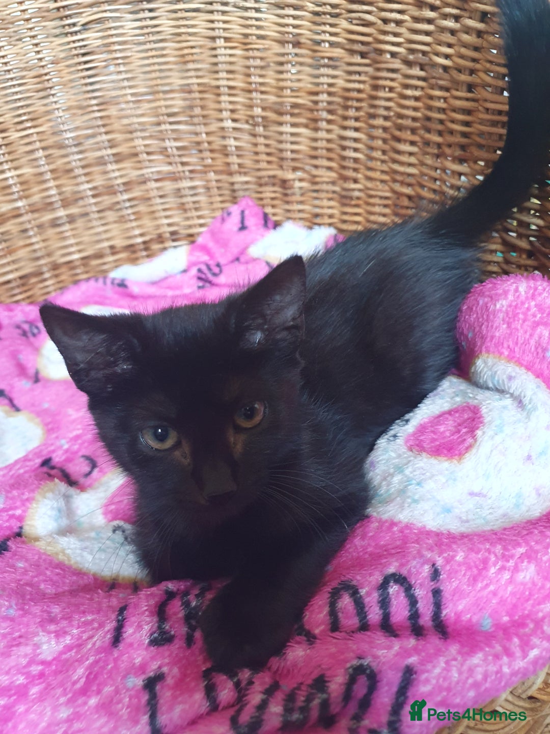 Mixed Breed cats for sale: Three cute Kittens  - Image 4