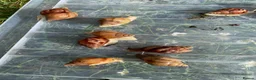 Snails invertebrates for sale: Giant African Snails for sale! - Advert 5
