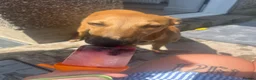 Mixed Breed dogs for sale: Honey - Advert 4