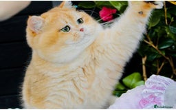 British Shorthair cats for sale: READY 2 Black Golden / Corin BSH boys - Advert 18