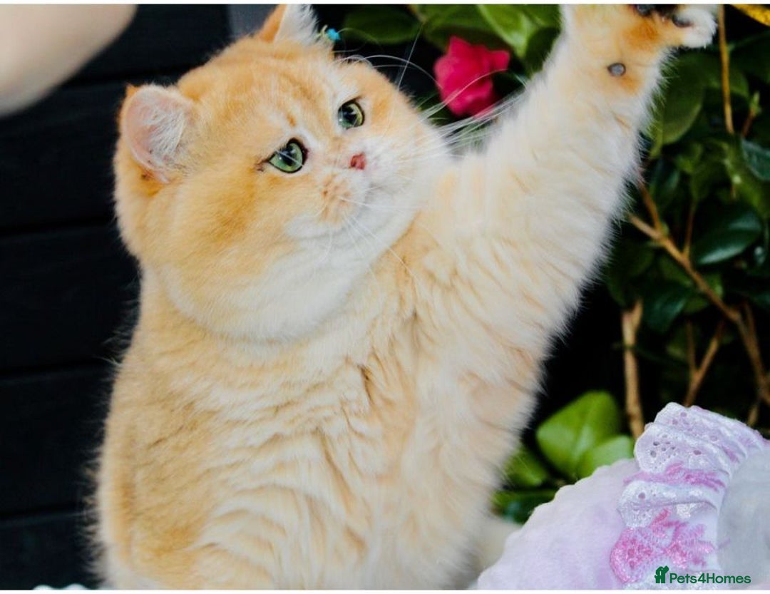 British Shorthair cats for sale: READY 2 Black Golden / Corin BSH boys - Advert 18