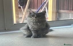 Maine Coon cats for sale: Last 2 boys left   - Image 17