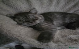 Scottish Fold cats for sale: Scottish straight ears kittens,READY NOW! - Image 6