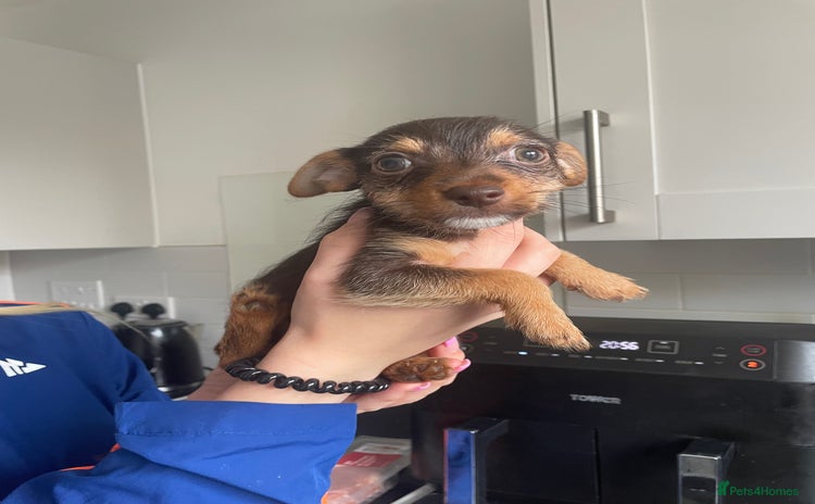 Jack Russell dogs in Sittingbourne - Advert 8