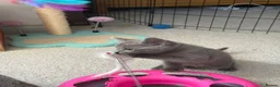 Russian Blue cats for sale: Beautiful Russian Blue Kittens - Advert 12