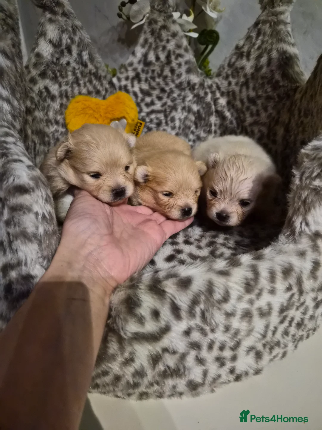 Pomeranian dogs for sale: 💝High Quality Korea/ Russia Babies💝 - Advert 21