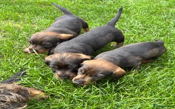 Dachshund dogs for sale: Wirehaired dachshund (Teckel) puppies - Image 11